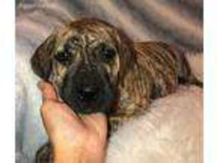 Great Dane Puppy for sale in Mount Juliet, TN, USA