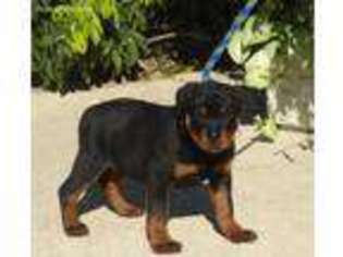 Rottweiler Puppy for sale in Dayton, TX, USA