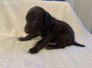 German Shorthaired Pointer Puppy for sale in Stella, NC, USA