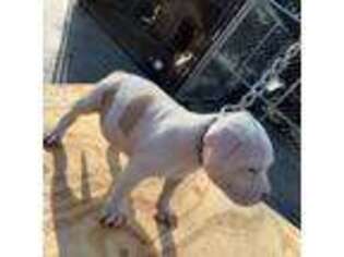 American Staffordshire Terrier Puppy for sale in Covington, GA, USA