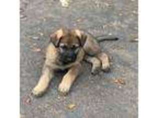 German Shepherd Dog Puppy for sale in Mooresboro, NC, USA