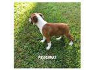 Boxer Puppy for sale in Commerce, GA, USA