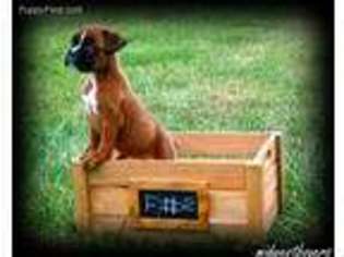 Boxer Puppy for sale in Omaha, NE, USA