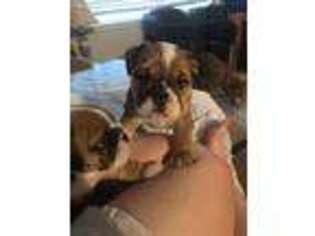 Bulldog Puppy for sale in Niles, MI, USA