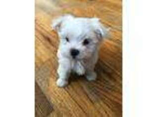 Maltese Puppy for sale in College Point, NY, USA