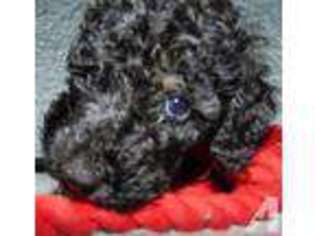 Australian Labradoodle Puppy for sale in FOUR SEASONS, MO, USA