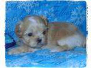 Mutt Puppy for sale in Girard, KS, USA