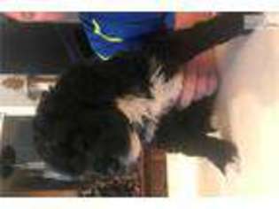 Portuguese Water Dog Puppy for sale in Houston, TX, USA