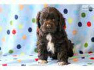 Cocker Spaniel Puppy for sale in Lancaster, PA, USA