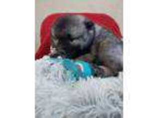 Keeshond Puppy for sale in Loysville, PA, USA