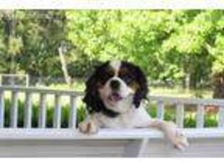 Cavalier King Charles Spaniel Puppy for sale in Kite, GA, USA