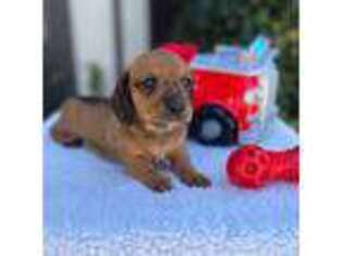 Dachshund Puppy for sale in Warrior, AL, USA