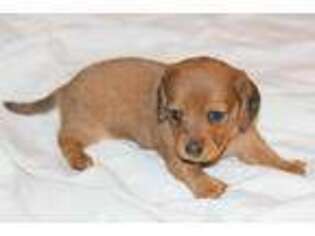 Dachshund Puppy for sale in San Angelo, TX, USA