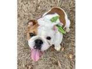 Bulldog Puppy for sale in Palestine, TX, USA