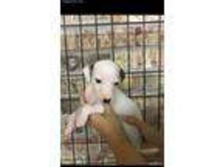 Whippet Puppy for sale in Pace, FL, USA