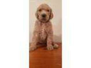 Goldendoodle Puppy for sale in Kingsport, TN, USA