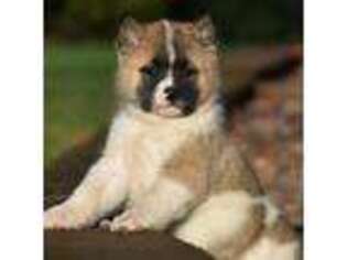 Akita Puppy for sale in Belmont, MA, USA
