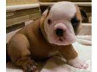Bulldog Puppy for sale in NAMPA, ID, USA