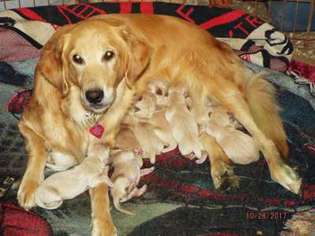 Golden Retriever Puppy for sale in Brookville, PA, USA