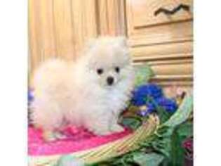 Pomeranian Puppy for sale in Colville, WA, USA