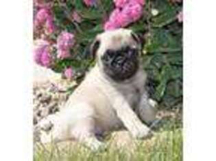 Pug Puppy for sale in Little Rock, IA, USA