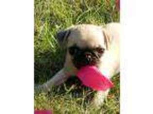 Pug Puppy for sale in Cleveland, OH, USA