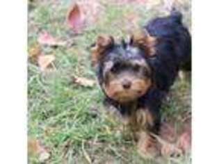 Yorkshire Terrier Puppy for sale in Grand Saline, TX, USA