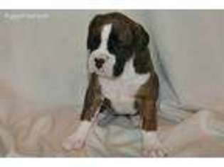 Boxer Puppy for sale in Manheim, PA, USA