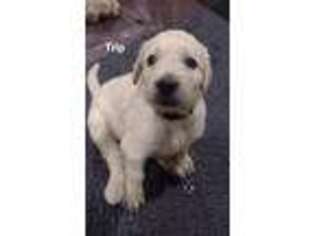 Goldendoodle Puppy for sale in Galveston, TX, USA