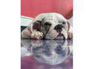 Bulldog Puppy for sale in Norwood, MA, USA