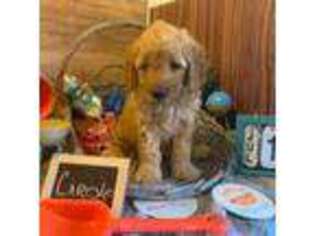 Goldendoodle Puppy for sale in Lawton, IA, USA