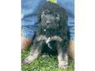 Goldendoodle Puppy for sale in New Ulm, TX, USA