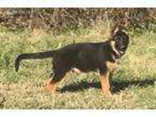 German Shepherd Dog Puppy for sale in Remington, IN, USA