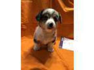 Pembroke Welsh Corgi Puppy for sale in Nokomis, IL, USA