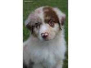 Miniature Australian Shepherd Puppy for sale in Iowa Park, TX, USA