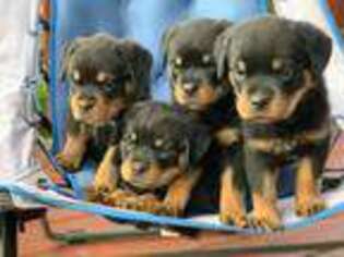 Rottweiler Puppy for sale in Schenectady, NY, USA