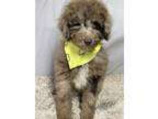 Mutt Puppy for sale in Hanceville, AL, USA