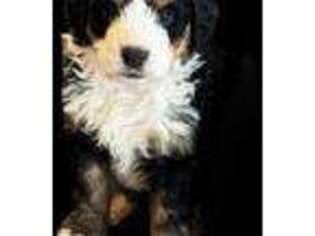 Mutt Puppy for sale in Goodland, KS, USA