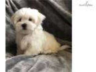 Maltese Puppy for sale in Boise, ID, USA