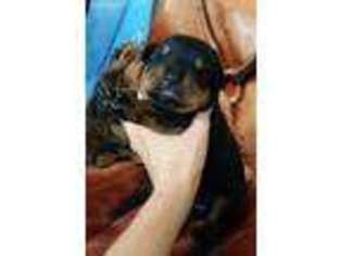 Rottweiler Puppy for sale in Thomas, OK, USA