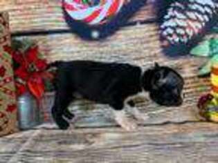 Boston Terrier Puppy for sale in Arthur, IL, USA