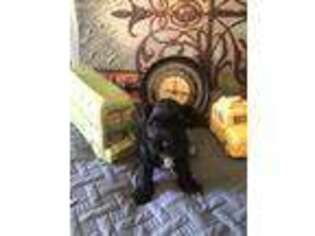 Mutt Puppy for sale in Palmetto, GA, USA