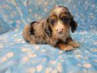 Dachshund Puppy for sale in Griggsville, IL, USA