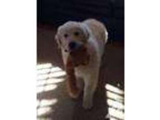Labrador Retriever Puppy for sale in PFLUGERVILLE, TX, USA