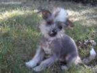 Chinese Crested Puppy for sale in Lyle, WA, USA