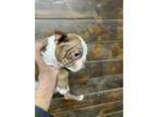 Boston Terrier Puppy for sale in Visalia, CA, USA