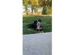 Bernese Mountain Dog Puppy for sale in Prior Lake, MN, USA