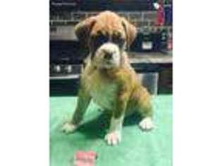 Boxer Puppy for sale in Penrose, CO, USA