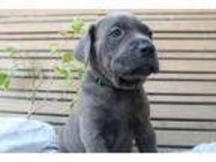 Cane Corso Puppy for sale in Richland, PA, USA