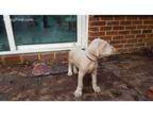 Doberman Pinscher Puppy for sale in Fredericksburg, VA, USA